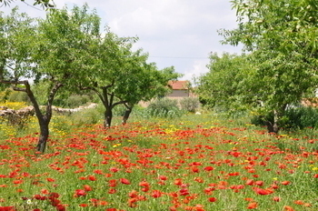 Outlying districts of Fuente Álamo: Las Palas