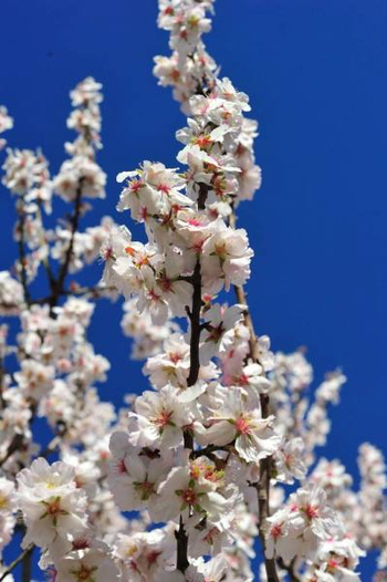 Almonds General Information and Care