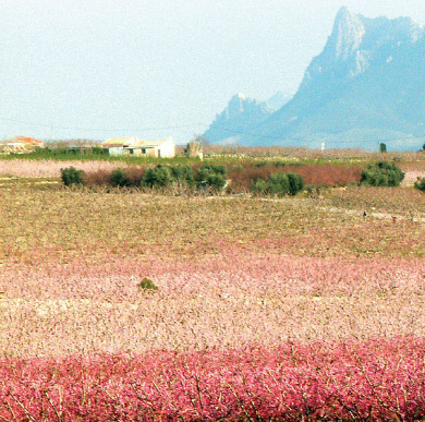 Melocotón de Cieza, the peaches of Cieza