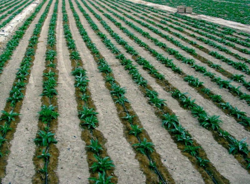 Understanding water and the drought in Murcia and the Segura basin