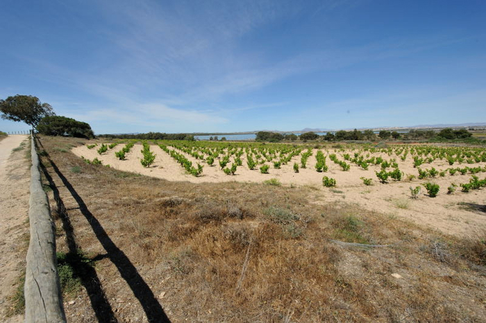 Natural park of Las Lagunas de La Mata -Torrevieja