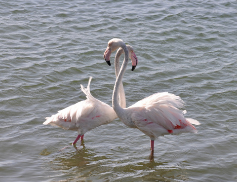 Natural park of Las Lagunas de La Mata -Torrevieja