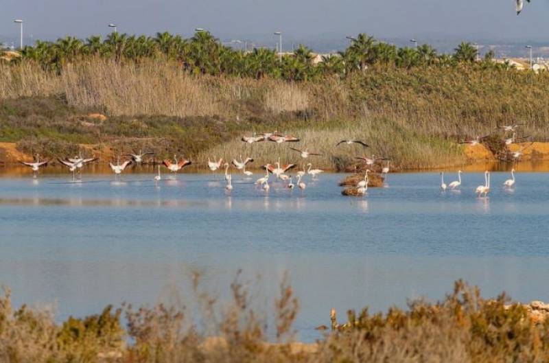 Wetlands of Murcia: A ticking time bomb for West Nile virus