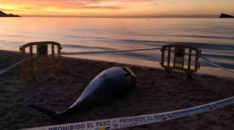 Storm Kirk churns out giant tuna and monstrous calamari along beaches in Spain