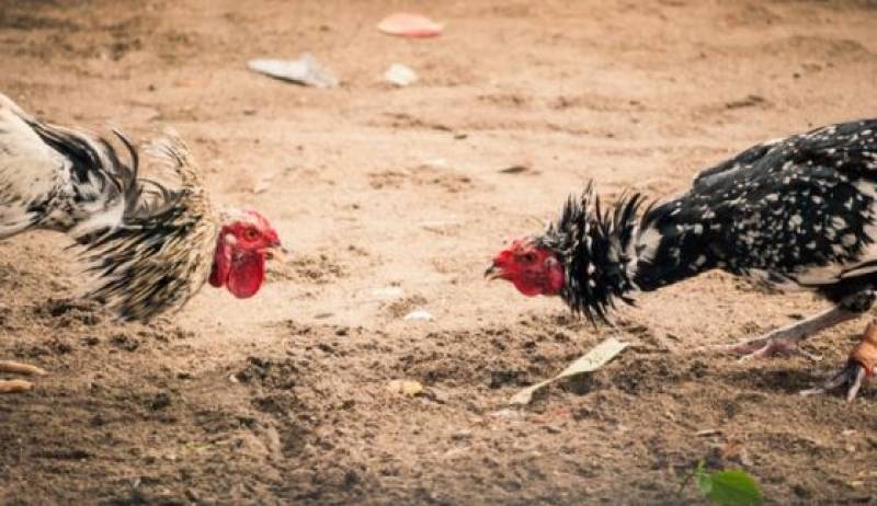 Cockfighting: a brutal blood sport still legal in parts of Spain