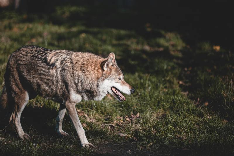 Controversial decision: Wolves can be hunted again north of the Duero River