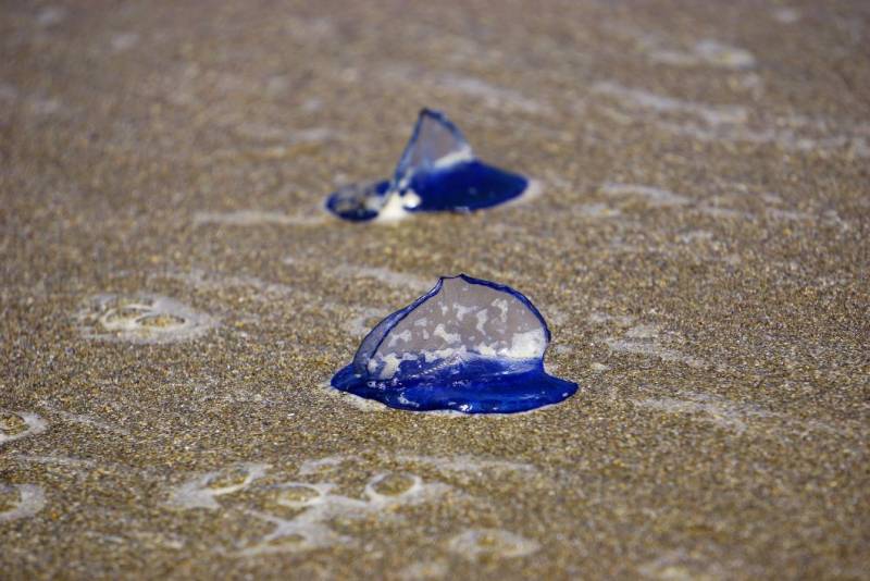 Thousands of jellyfish wash up on Costa Blanca beaches