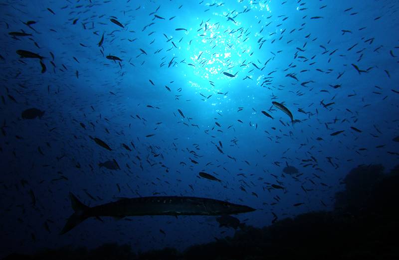 Establishment of Cabo Cope marine reserve nears completion
