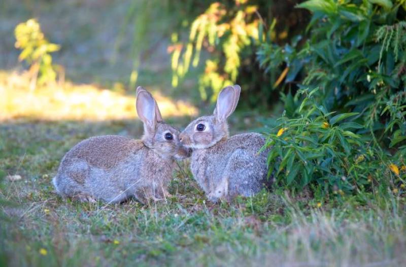 Spain turns to British experts as wild rabbits wreak havoc