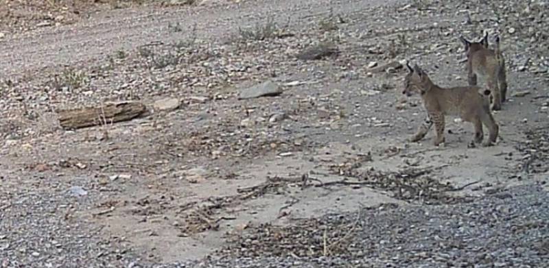 Second lynx litter born as part of the Lorca highlands reintroduction project