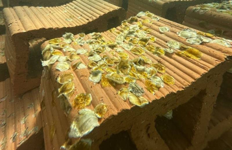 Spanish News Today Editors Roundup Weekly Bulletin Oct 24