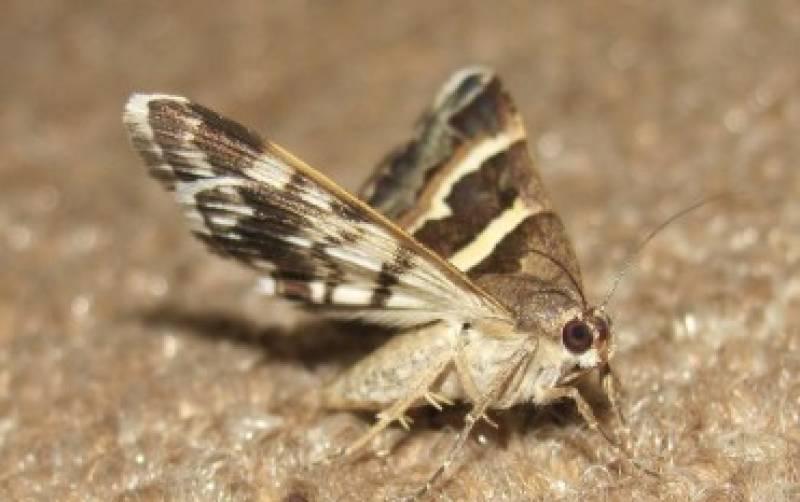 Are moths munching your wardrobe? Here’s how to keep your clothes safe this autumn