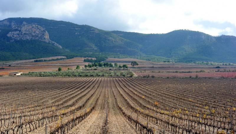 2-million-euro investment promised on the rural road of Sierra del Carche in Jumilla