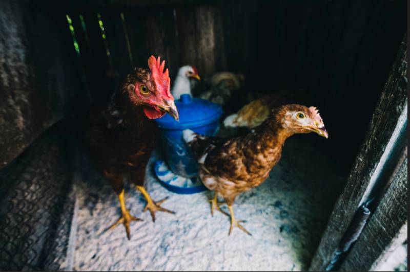 Murcia takes emergency action as Spain faces unprecedented bird flu crisis