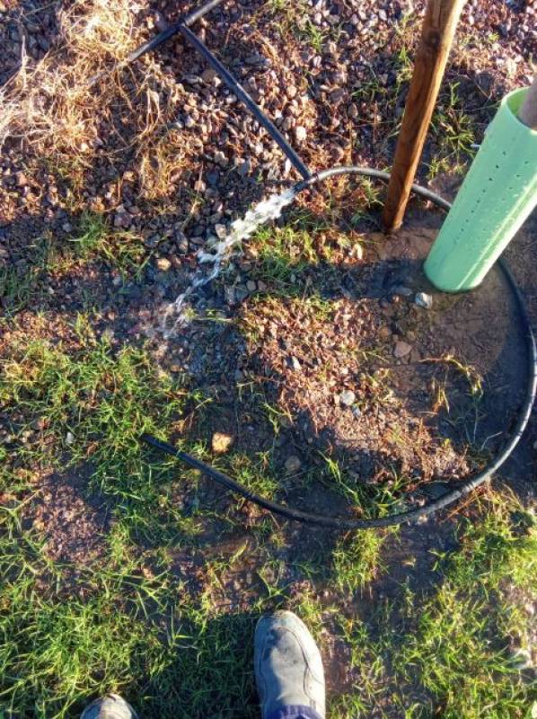 Shameful vandalism of trees and plants continues in Águilas