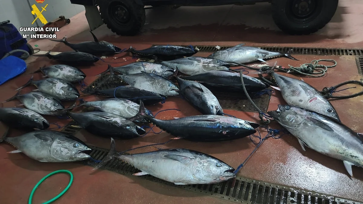 Van packed with 750 kilos of banned bluefin tuna seized in Tarifa