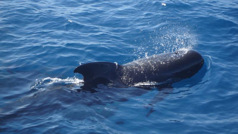 Free Willy! Stranded Pilot Whale guided back to sea in Benalmádena