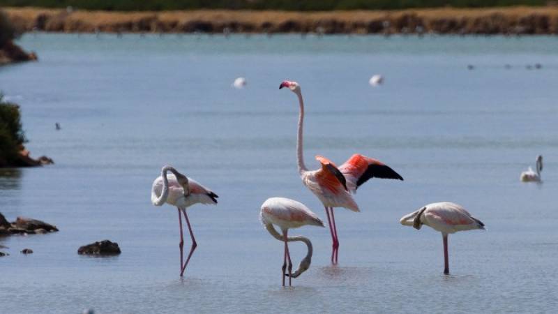 January 18 Free bird-spotting walk in the salt flats of San Pedro del Pinatar