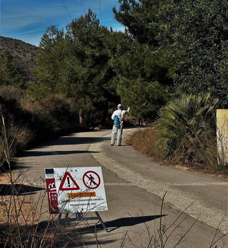 Murcia gets ready for pine processionary caterpillar season