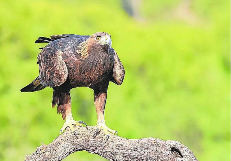 Access to Sierra Espuña restricted to help protect nesting golden eagles