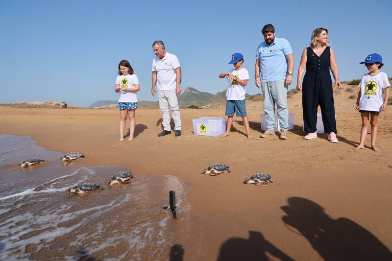Nearly 300 loggerhead turtles returned to the sea from Murcia's coastline since 2019
