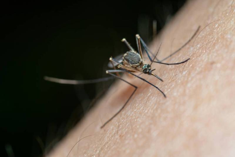 Scientists in Spain reveal how mosquitoes pick their victims