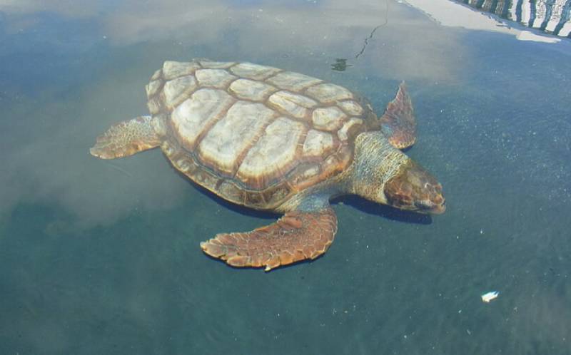Dead loggerhead turtle found on Rincón de la Victoria beach