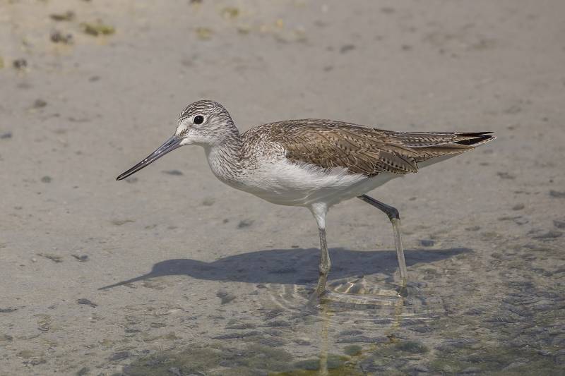 Why the Murcia Region is so important to migrating birds travelling between Europe and Africa