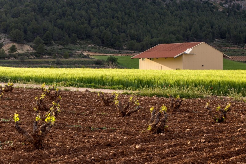 Bullas wine route: Bodega Monastrell