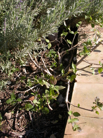 Jobs for March/ April - cutting back Lantanas